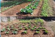 Cultivating Green Future: Student Vegetable Garden at Shree Jana Jukta Shahi Secondary School