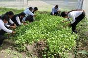 Students and agriculture instructors of class 12 picking unseasonal mustard vegetables under the program learning and earning