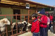 Grade One students of KPKS during an educational visit to Tiger Lily Petting Farm.