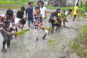Paddy Plantation during Rastriya Dhan Diwas