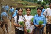 Students and teachers participating in practical rice plantation activities.