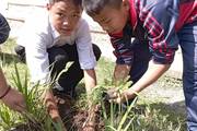 Tree Planting in the School Premises by Shree Indra Rajya Laxmi Secondary School Students