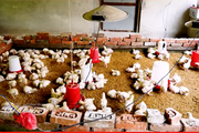 Learning Livestock Management: Poultry Farming at Shree Jana Jyoti Secondary School, Baddichaur