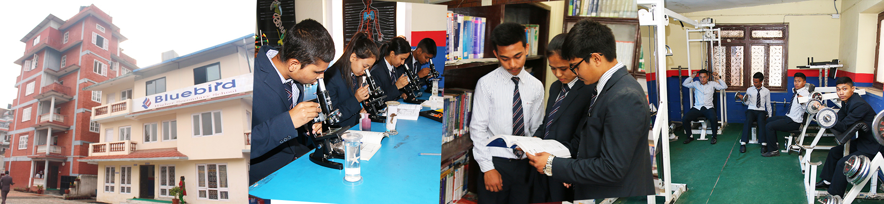 Bluebird SS/ College